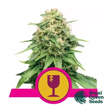 Critical di Royal Queen Seeds femminilizzata.
