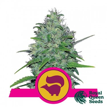 Visualizzazione Skunk XL di Royal Queen Seeds femminilizzata.