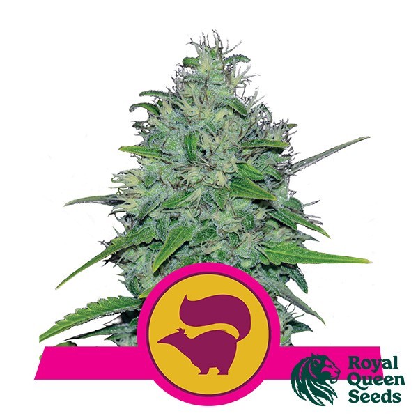 Visualizzazione Skunk XL di Royal Queen Seeds femminilizzata.