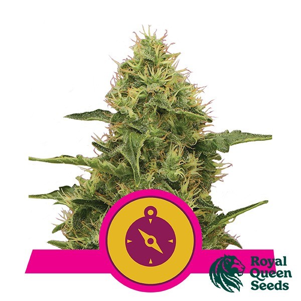 Visualizzazione Northern Light del banco Royal Queen Seeds.