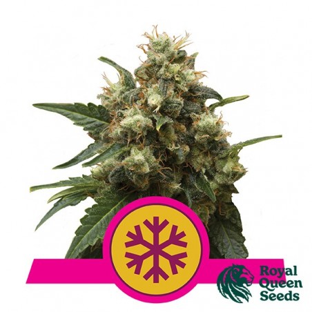 Ice di Royal Queen Seeds femminilizzata.