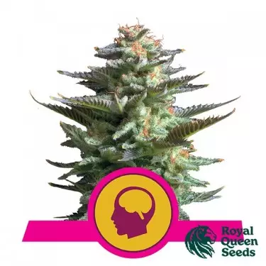 Amnesia Haze del banco Royal Queen Seeds.
