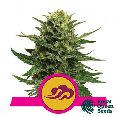 Visualizzazione Blue Mystic del banco Royal Queen Seeds.