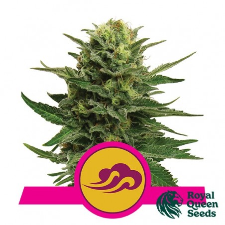Blue Mystic del banco Royal Queen Seeds.