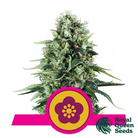 Power Flower del banco Royal Queen Seeds.