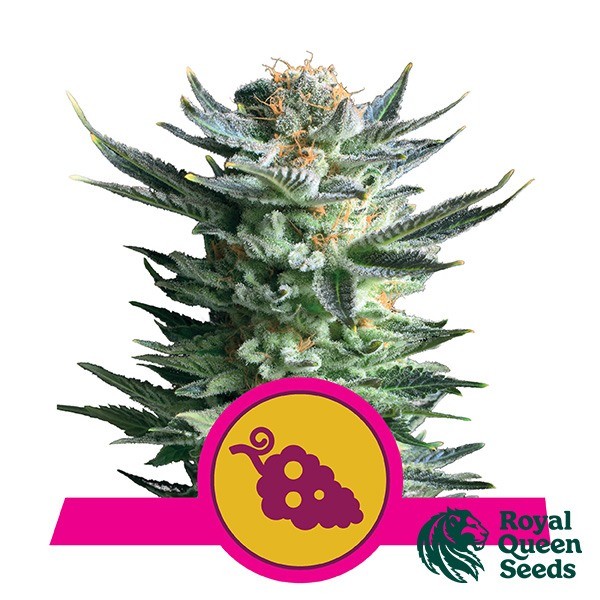 Visualizzazione Fruit Spirit del banco Royal Queen Seeds.