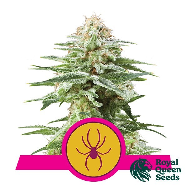 Visualizzazione White Widow del banco Royal Queen Seeds.