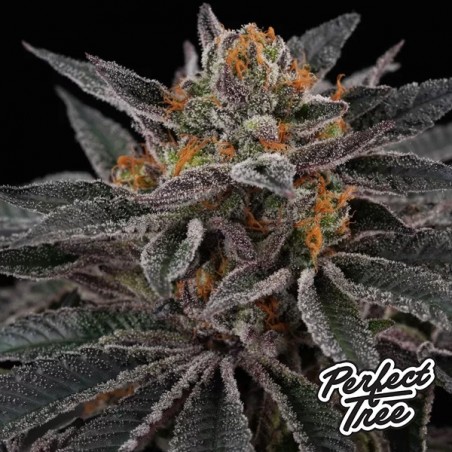 Semi di Cherry Crisp 🍒 femminizzati di Perfect Tree | GB