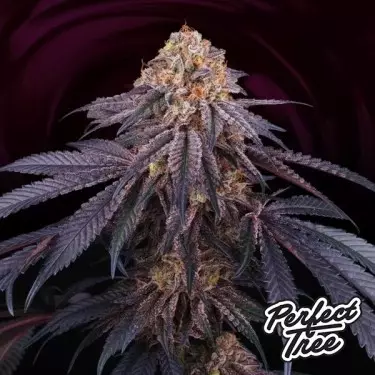 Chantilly di Perfect Tree 🍪🍰 Indica potente e dolce | GB