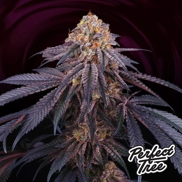 Chantilly di Perfect Tree 🍪🍰 Indica potente e dolce | GB