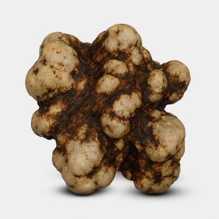 Tartufi Galindoi dettaglio