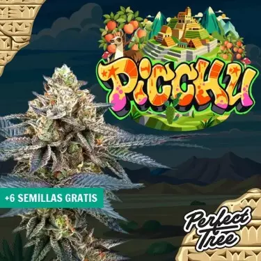 Semi Picchu de Perfect Tree ⛰️ - GB The Green Brand