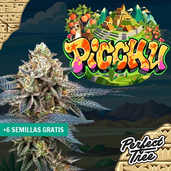 Visualizzazione Semi Picchu de Perfect Tree ⛰️ - GB The Green Brand