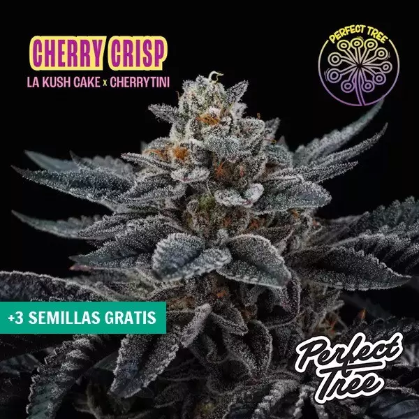 Visualizzazione Semi di Cherry Crisp 🍒 femminizzati di Perfect Tree | GB