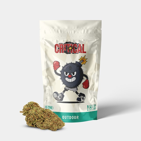 Visualizzazione Fiori CBD GB Outdoor 'Critical +'- GB The Green Brand