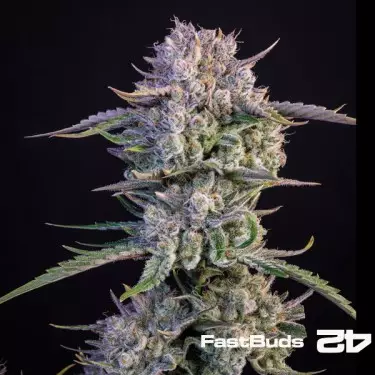 Strawberry Gorilla Auto 1