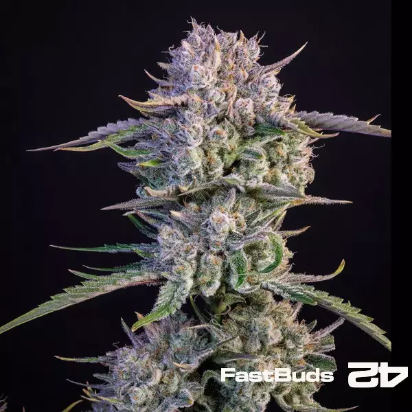 Strawberry Gorilla Auto 1