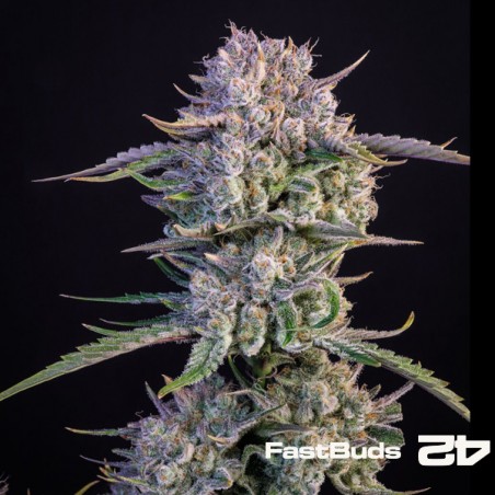 Strawberry Gorilla Auto 1