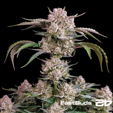 Strawberry Gorilla Auto