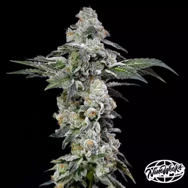 Papaya Puffs – Semi femminizzati tropicali e produttivi | GB