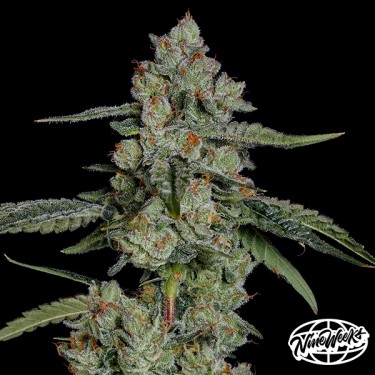 Visualizzazione Papaya Puffs – Semi femminizzati tropicali e produttivi | GB