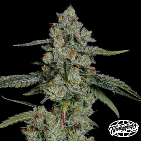 Papaya Puffs – Semi femminizzati tropicali e produttivi | GB