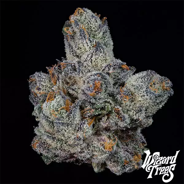 Visualizzazione Lemon Fever