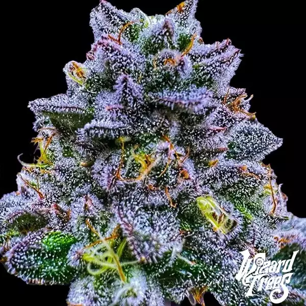 Visualizzazione Uvaz