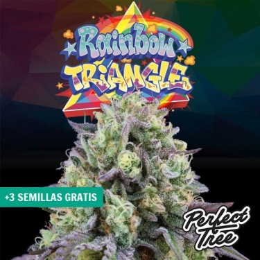 Visualizzazione Rainbow Triangle de Perfect Tree 🌈- GB The Green Brand