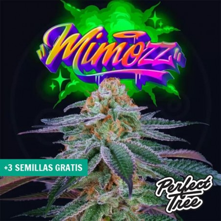 Mimooz di Perfect Tree ➤ Sativa dolce e fruttata 🍊| GB