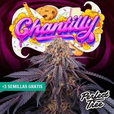 Visualizzazione Chantilly di Perfect Tree 🍪🍰 Indica potente e dolce | GB