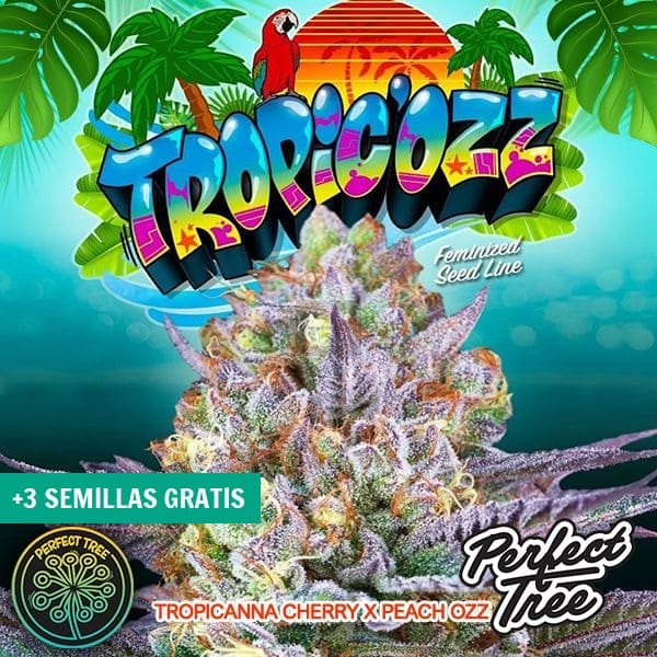 Visualizzazione Tropic’Ozz de Perfect Tree 🥭🍍 - GB The Green Brand