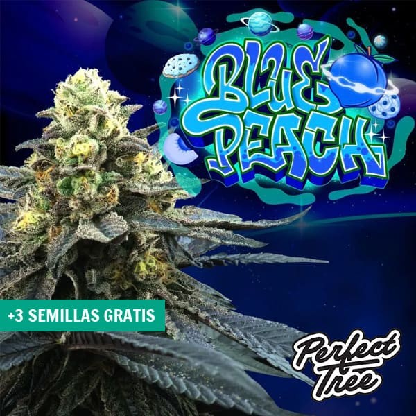 Visualizzazione Blue Peach de Perfect Tree 🔵 🍑 - GB The Green Brand