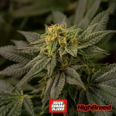 Semi Brick Banana Blocks🌿🍌 - GB The Green Brand