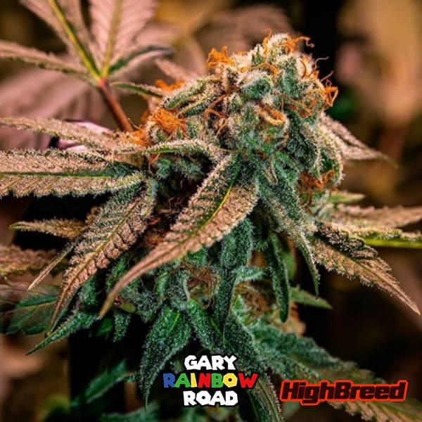 Visualizzazione Gary Rainbow Road