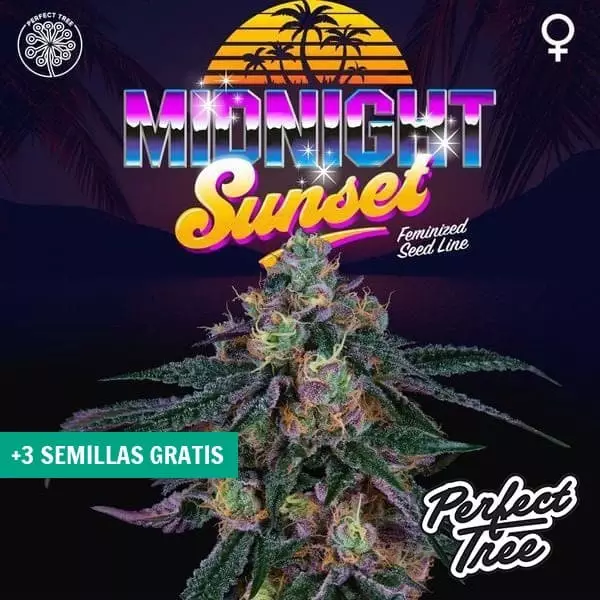 Visualizzazione Midnight Sunset