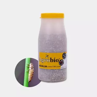 Adalia Control Afidi 【 Coccinella efficace contro gli afidi】| GB