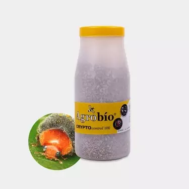 Crypto Control Cocciniglia 》Soluzione biologica contro la cocciniglia