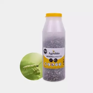 Nesidio Control Mosca bianca ➤ Cimice predatrice | GB