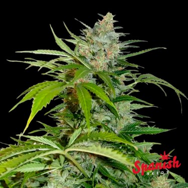 Visualizzazione Northern Lights Auto Spanish Seeds