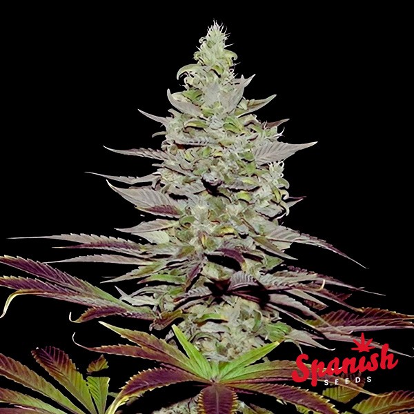 Visualizzazione Somango Auto Spanish Seeds