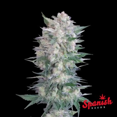 Visualizzazione Black Domina x Critical Spanish Seeds