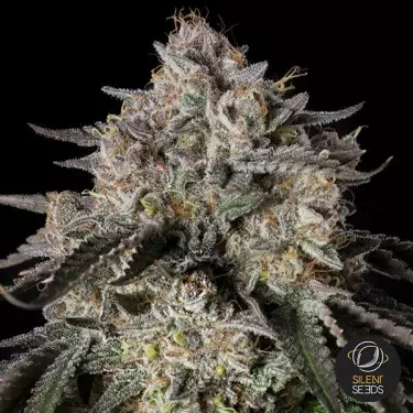 Cherry Essence Silent Seeds