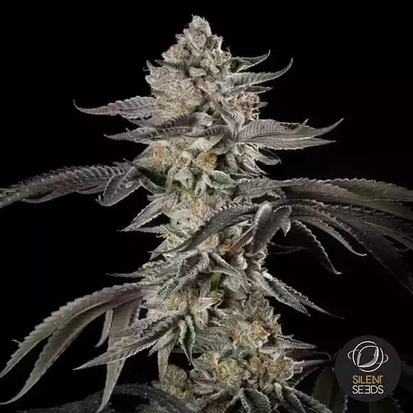 Essenza di ciliegia | Raccolti abbondanti e pieni di sapore