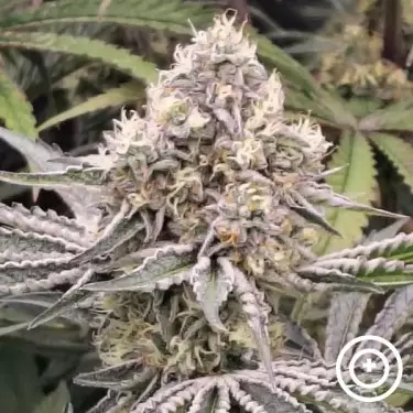 Fillmore Slim di Purple City Genetics