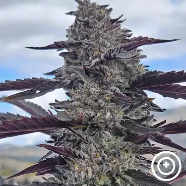 Hooch di Purple City Genetics