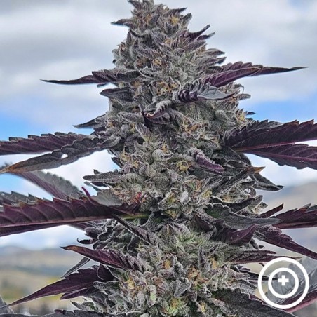 Hooch di Purple City Genetics
