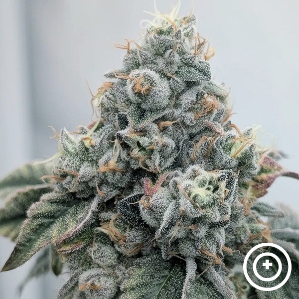 Visualizzazione Acid Wash Purple City Genetics