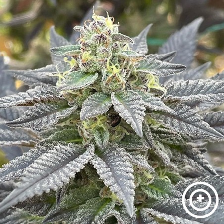 Secret Meetings Purple City Genetics
