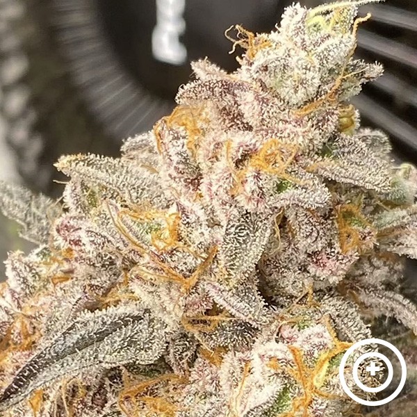 Visualizzazione Platinum Bird Purple City Genetics